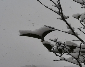 白雪皚皚